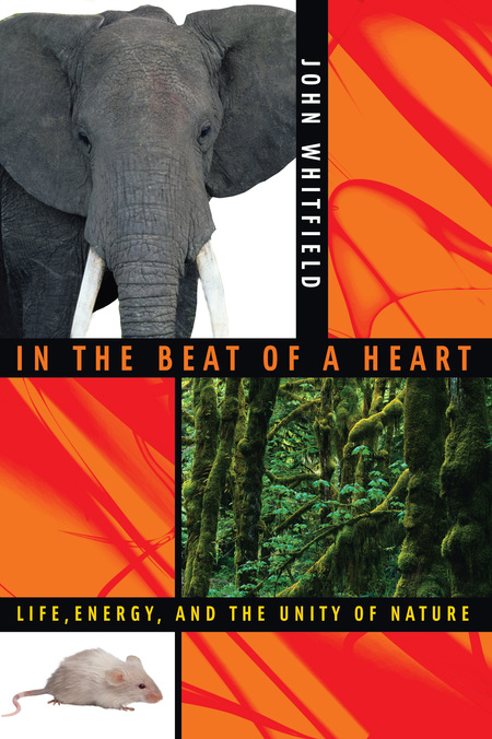 In the Beat of a Heart: Life, Energy, and the Unity of Nature