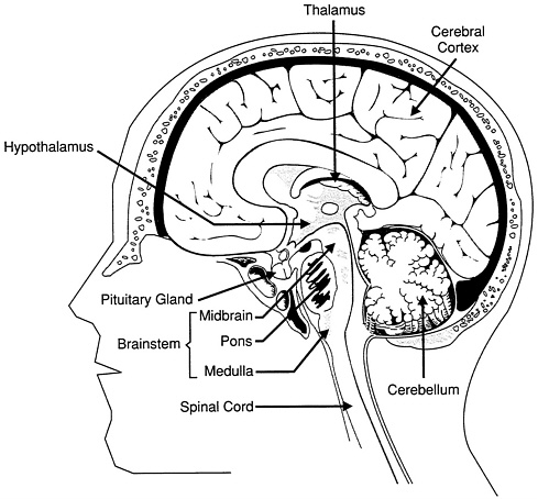 Hippocampus - Draw it to Know it - Neuroanatomy Tutorial 