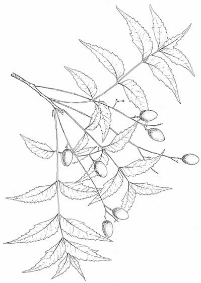 Neem Leaf Vector Hd Images, Vector Neem Leaf, Leaf Clipart, Neem Tree, Neem  PNG Image For Free Download | Leaf clipart, Vector trees, Leaves vector