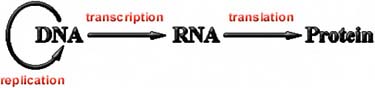 FIGURE 5.2 Ribonucleic acid (RNA) mediates between deoxyribonucleic acid (DNA) and proteins.