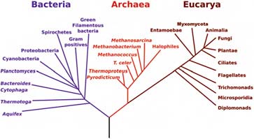 FIGURE 5.3 The phylogenetic tree of life based on comparative ssrRNA sequencing. SOURCE: Courtesy of NASA Astrobiology Institute.