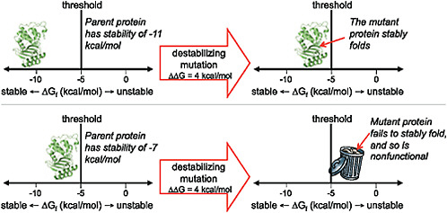 FIGURE 8.4 The effect of a mutation can depend on the stability of the protein into which it is introduced. As shown here, proteins that are more stable than the threshold can fold and function, whereas those that are less stable than the threshold fail to fold and are therefore nonfunctional. A particular functionally beneficial but destabilizing mutation may therefore only be tolerated by a protein that has previously accumulated one or more stabilizing substitutions.
