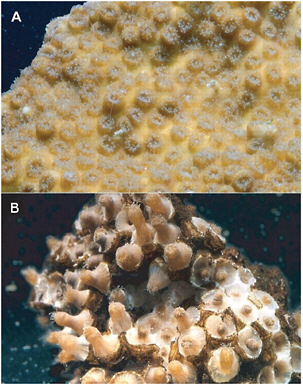 FIGURE 9.5 Photos of corals under normal (top) and acidified (bottom) conditions. The bottom coral lack a protective skeleton (appearing as light yellow in the top panel) and are sometimes called “naked coral.” SOURCE: Doney et al. (2009).