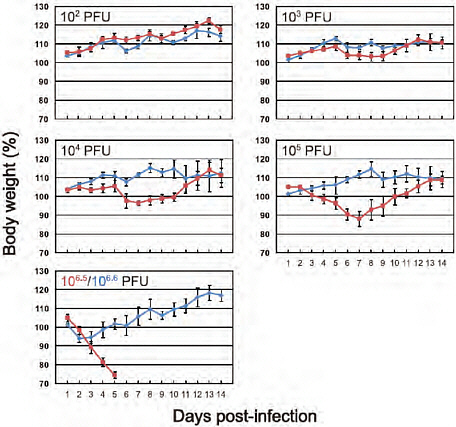 FIGURE A5-6 Body weight changes in infected mice. Three mice per group were intranaasally inoculated with 102, 103, 104, or 105 PFU (each in 50 μl) of CA04 (red) or KUTK-4 (blue), or undiluted virus (106.5 PFU for CA04 and 106.6 PFU for KUTK-4). Body weights were monitored daily. Mice with body weight loss of more than 25% of pre-infection values were euthanized. The values are means ± SD from three mice.