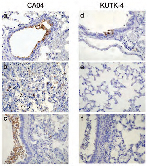 FIGURE A5-7 Pathological findings in infected mice. Representative pathological findings for the lungs of mice infected with CA04 (a-c), or KUTK-4 (d-f). infection with CA04 resulted in detectable viral antigen in bronchiolar epithelia and desquamated cells in the bronchial lumen on day 3 pi (a). Also, prominent alveolar thickening with scattered antigen-positive cells in the alveolus was observed (b). By day 6, epithelia were regenerative but accumulation of antigen-positive cell debris in the lumen was prominent (c). Upon infection with KUTK-4, a small number of viral antigen-positive cells was detected in the bronchial and bronchial epithelia on day 3 pi (d), but no viral antigen was detected in the alveolar area (e). On day 6 pi, accumulation of cell debris in the bronchiolar lumen with peribronchiolitis was observed, but viral antigens were rarely detected in these lesions (f).
