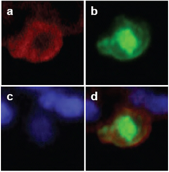 FIGURE A5-11 Detection of viral antigens in type II pneumocytes in the lungs of CA04-infected cynomolgus macaques. On day 3 post-infection, cells were stained with anti-cytokeratin (N1590, DAKO) antibody (a; red) and anti-influenza (H1N1) antibody (b; green). The nucleus was stained with DAPI (c). Considerable amounts of viral antigen were detected in type II pneumocytes (d).