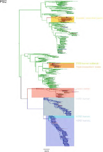 SUPPLEMENTARY FIGURE A14-3 Phylogenetic relationships of each gene segment (PB2, PB1, PA, HA, NP, NA, M & NS) of swine influenza A viruses indicating genetic components of the swine-origin influenza A (H1N1) virus. Clade labels indicate major swine lineages. Human viruses are coloured blue, swine viruses in red and avian viruses in green.