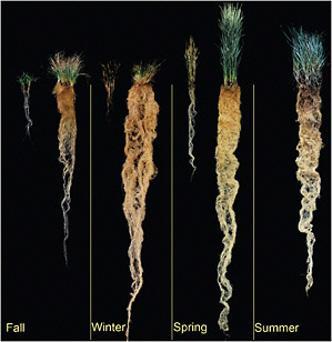 FIGURE 5-1 Root and top growth of annual wheat (at left in panels above) and its perennial relative, wheatgrass (at right in panels above), at four different times of year.
