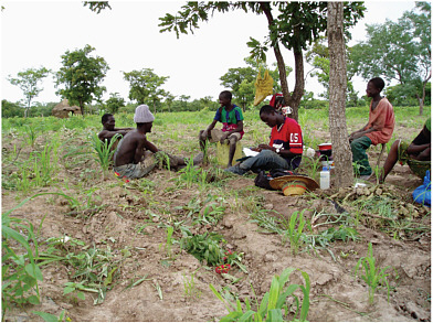 FIGURE 5.2 Smallhold farm family on break in southern Mali. The pictured field has a mix of crops (sorghum and cowpeas) and trees (shea nut or Butyrospermum parkii), an illustration of the polycropping strategies. SOURCE: William Moseley, used with permission.