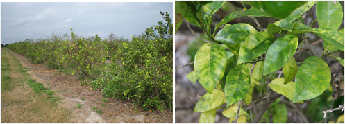 FIGURE 2-8 Huanglongbing symptoms on citrus trees (left) and leaves on a branch (right).