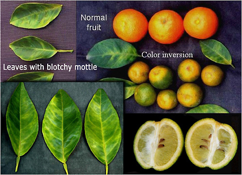 FIGURE 2-9 HLB symptoms on citrus leaves and fruit. Lopsided fruit with aborted seeds and brownish vascular bundles (lower right).
