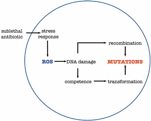 FIGURE A4-1 Antibiotic induced increase mutation rate in S. pneumoniae. Subinhibitory concentrations of bactericidal antibiotics promote production of reactive oxygen species (ROS) by bacteria via the stress response. This leads to DNA damage which i) increases recombination frequency and ii) induces a competence state resulting in transformation which both cause mutations.