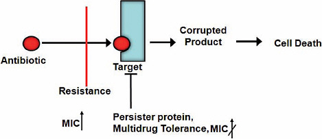 FIGURE A11-2 Resistance and tolerance. Bactericidal antibiotics kill cells by forcing the active target to produce corrupted products. Persister proteins act by blocking the target, so no corrupted product can be produced. By contrast, all resistance mechanisms prevent the antibiotic from binding to the target. MIC, minimal inhibitory concentration.