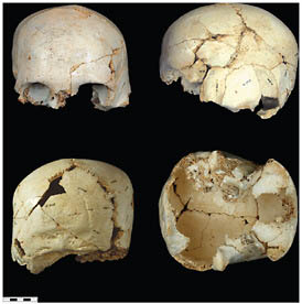FIGURE 2.6 Sima de los Huesos (Atapuerca) cranium 14.