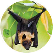 Fruit bat, which can transmit the Nipah virus.