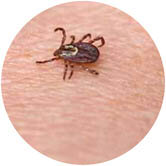 American dog tick, potential vector of Rocky Mountain spotted fever.