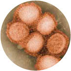 2009 H1N1 influenza virus.