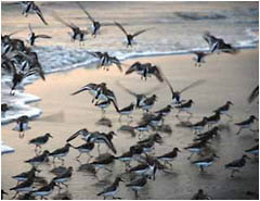 Sandpipers and other migrating aquatic birds are the source of all influenza strains.