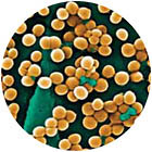MRSA bacteria.