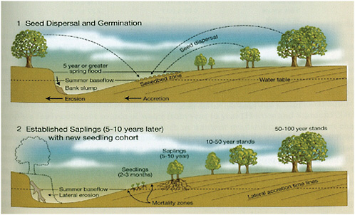 FIGURE 2-4 Model of lateral channel movement; accumulation of sediment on the inside (right side, above) of a channel bend; and seed dispersal, germination, and establishment.