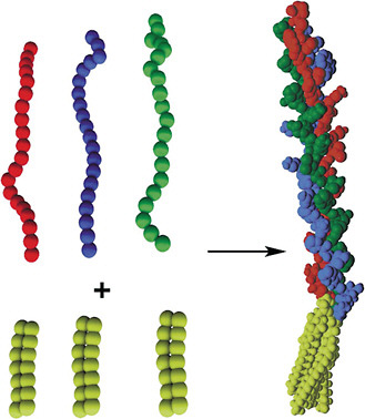 FIGURE 1 Structure of a peptide-amphiphile with triple-helical protein-like molecular architecture. Long-chain dialkyl ester lipid tails (top left) are connected to linear peptide chains (bottom left). The tails associate by hydrophobic interactions, inducing and/or stabilizing the 3-D structure of the peptide headgroup (right). Triple-helical molecular architecture is stabilized in the peptide-amphiphile. Color figure available online at http://www.nap.edu/catalog.php?record_id=13043. Source: Tirrell et al., 2002. Reprinted with permission from Elsevier.