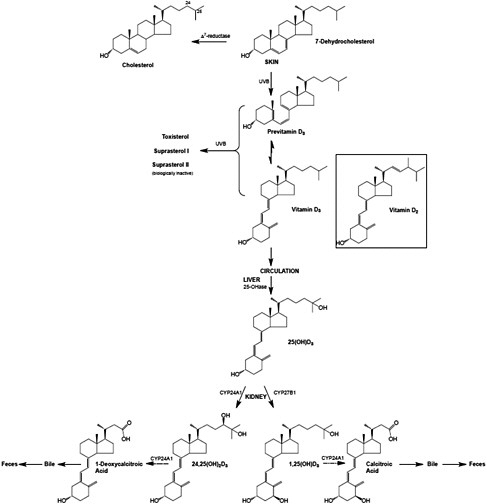 FIGURE 3-3 The metabolism of vitamin D3 from synthesis/intake to formation of metabolites. The process is the same for vitamin D2 once it enters the circulation.
