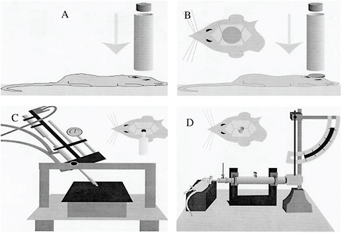 FIGURE 3-2 Rodent models of TBI: (A) weight-drop model, (B) impact acceleration model, (C) controlled cortical impact model, and (D) fluid percussion model.