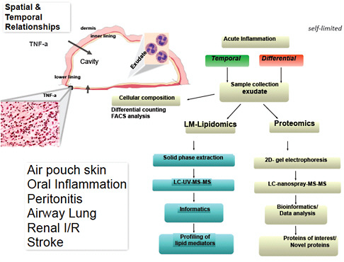FIGURE C-11 Systems approach to metabolomics of resolution. Illustration of the systems approach taken for the differential analysis of inflammatory exudates. For these initial studies, the murine air pouch was used because it provided a convenient means to assess tissue-level responses by studying the histology as well as the temporal and spatial relationships between infiltrating leukocytes and inflammatory mediators that are initiated by pro-inflammatory stimuli such as bacteria, microbial products, or cytokines such as TNF-α. This differential temporal analysis of inflammatory exudates comparing cellular composition, lipid mediator lipidomics, and proteomics also has been carried out in oral inflammation, peritonitis, airway and lung inflammation, renal ischemia-reperfusion injury, and stroke (see text for further details).