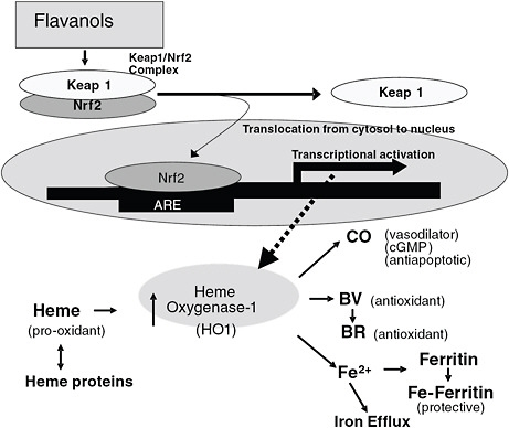 FIGURE C-19 As a working hypothesis, we have proposed that flavonoids can be protective by enhancing the levels of heme oxygenase and, consequently, its multiple beneficial functions.
