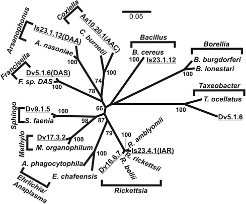 FIGURE A8-1 Phylogram of representative a subset of 16s-rDNA phylotypes from ticks. Brackets indicate genera. Underlined entries from recent tick isolates. Dv, D. variabilis; Aa, A. americanum; Is, I. scapularis. Numbers at nodes are boot strap support.