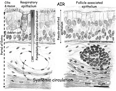 FIGURE 3-1 Schematic representation of the mammalian nasal epithelium. Inhaled formaldehyde reacts rapidly with macromolecules in the tissue and the albumin in the mucus that lines the respiratory epithelium; these reactions result in a steep concentration gradient. Formaldehyde crossing the basement membrane can react further with macromolecules in the submucosal layer or reach the systemic circulation. The figure also shows a representation of the nasal-associated lymphoid tissue (NALT) that is generally present near the ethmoid turbinates on either side of the nasal septum and near the ventral nasopharyngeal duct. The NALT is one putative site of formaldehyde interactions with lymphoid tissues, but direct evidence that supports this hypothesis is lacking.