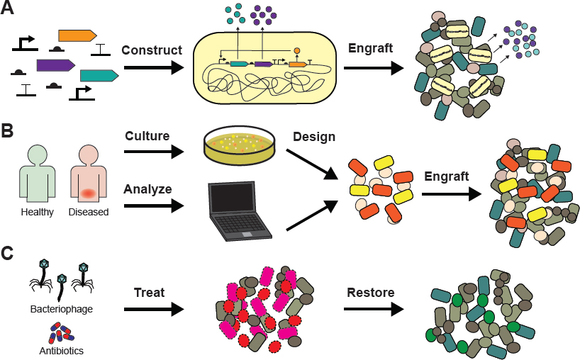 Frontiers  Microbiome engineering: engineered live biotherapeutic products  for treating human disease