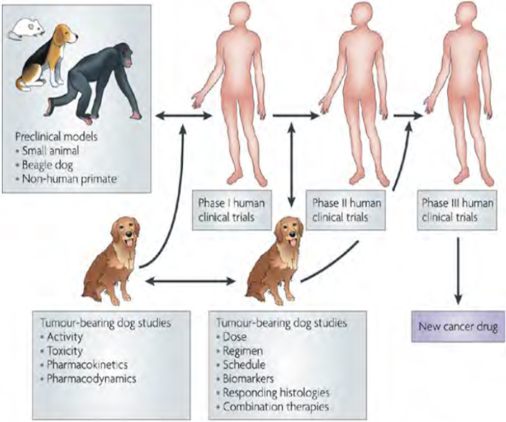 3 The Promise and Perils of Animal Models | Advancing Disease Modeling in  Animal-Based Research in Support of Precision Medicine: Proceedings of a  Workshop |The National Academies Press