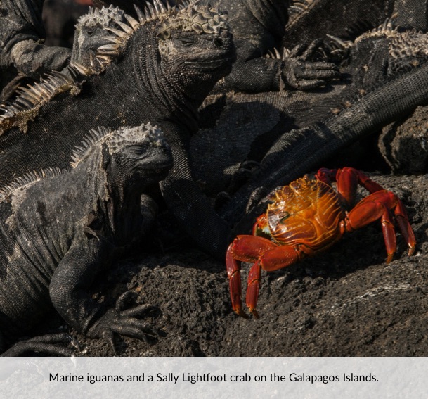 Marine iguanas and a Sally Lightfoot crab on the Galapagos Islands.