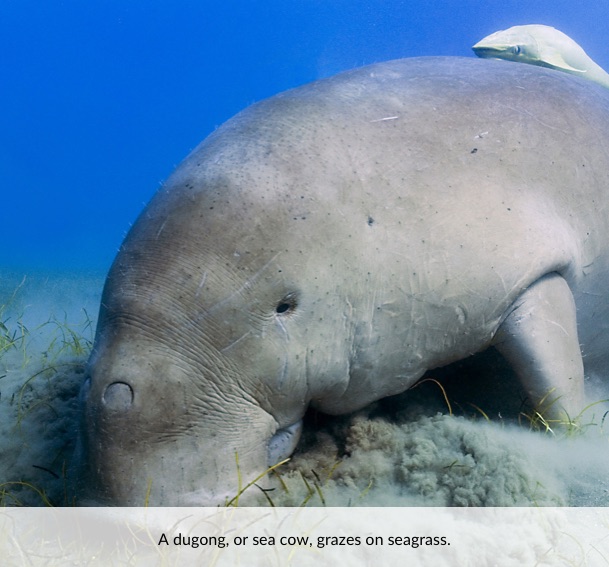 A dugong, or sea cow, grazes on seagrass.