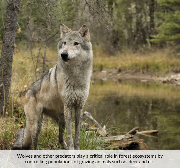 Wolves and other predators play a critical role in forest ecosystems by controlling populations of grazing animals such as deer and elk.