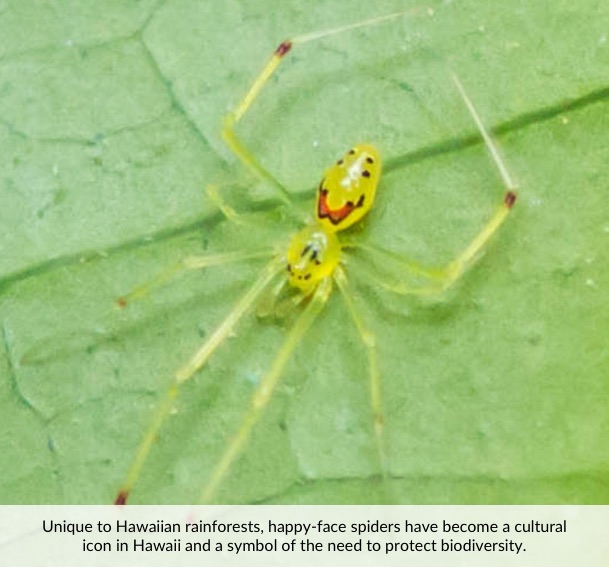 Unique to Hawaiian rainforests, happy-face spiders have become a cultural icon in Hawaii and a symbol of the need to protect biodiversity.