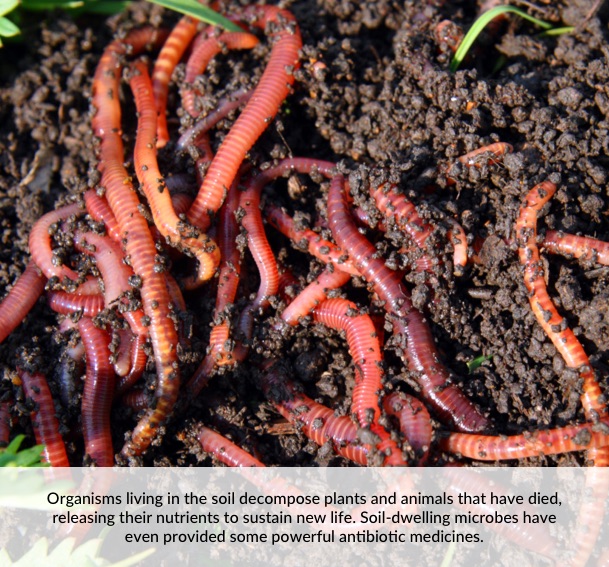 Organisms living in the soil decompose plants and animals that have died, releasing their nutrients to sustain new life. Soil-dwelling microbes have even provided some powerful antibiotic medicines.