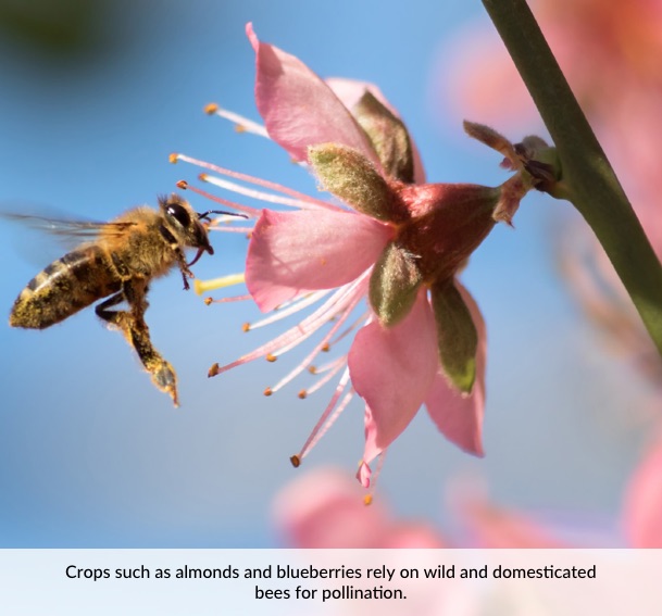 Crops such as almonds and blueberries rely on wild and domesticated bees for pollination.