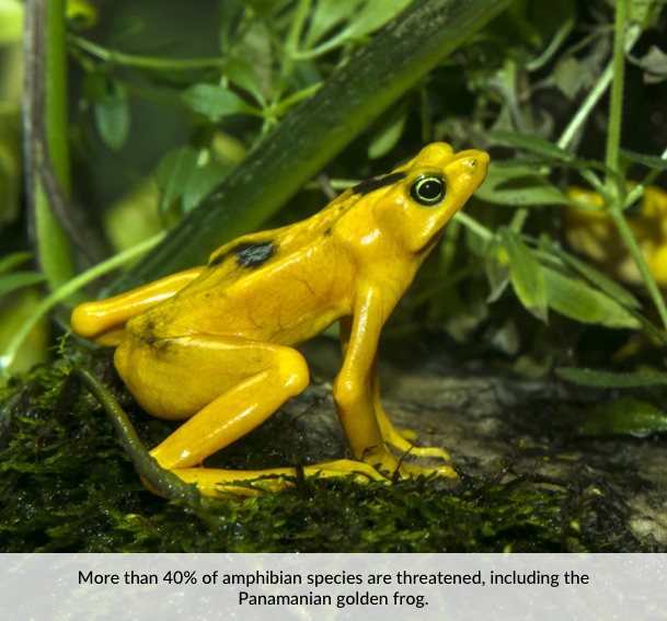 More than 40% of amphibian species are threatened, including the Panamanian golden frog.