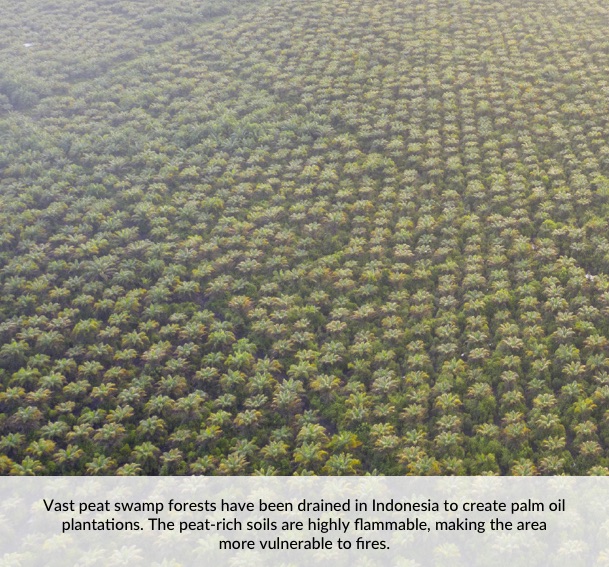 Vast peat swamp forests have been drained in Indonesia to create palm oil plantations. The peat-rich soils are highly flammable, making the area more vulnerable to fires.