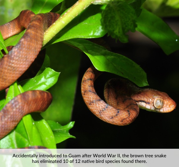 Accidentally introduced to Guam after World War II, the brown tree snake has eliminated 10 of 12 native bird species found there.